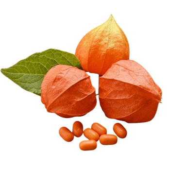 Ashwagandha mit 5% Withanoliden – reduziert Ängste und stabilisiert das emotionale Gleichgewicht
