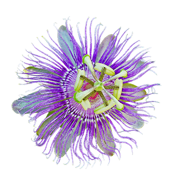 Passionsblumenextrakt – stabilisiert die Schlafphasen und reduziert nervöse Reizbarkeit